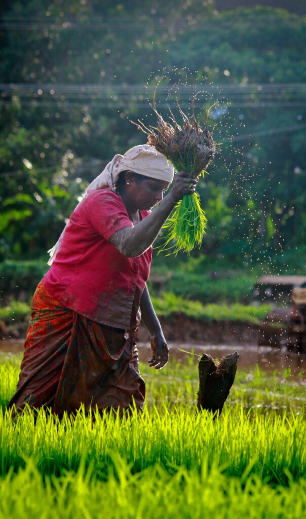 Pradhan Mantri Fasal Bima Yojana (PMFBY): Safeguarding Farmers Against Crop Losses